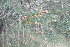 Allocasuarina verticillata