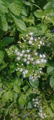 Chromolaena odorata