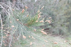 Allocasuarina verticillata