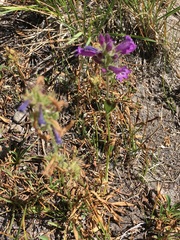 Penstemon heterodoxus