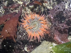 Anthopleura artemisia