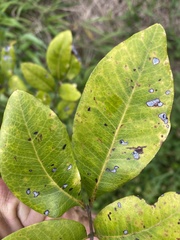 Cupaniopsis anacardioides
