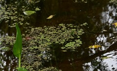 Azolla rubra