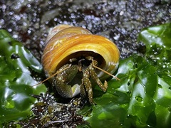 Pagurus granosimanus