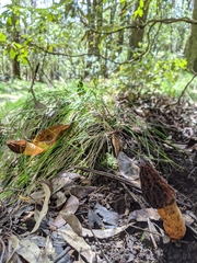 Morchella australiana