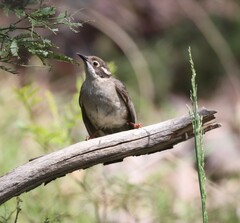 Melithreptus brevirostris