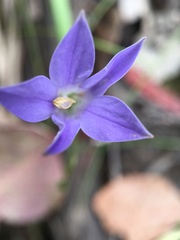 Wahlenbergia stricta