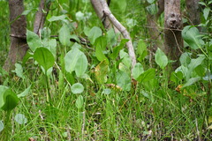 Alisma plantago-aquatica