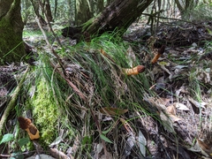 Morchella australiana