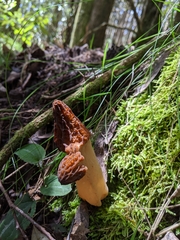 Morchella australiana