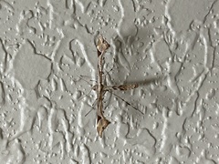 Platyptilia carduidactylus