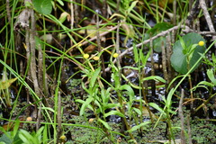 Cotula coronopifolia