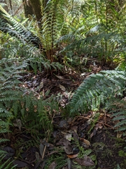 Morchella australiana