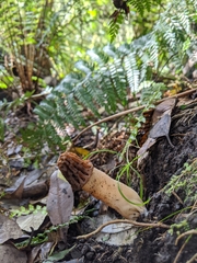 Morchella australiana