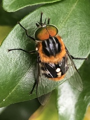 Scaptia