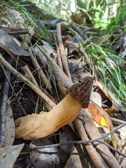 Morchella australiana