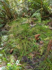 Morchella australiana