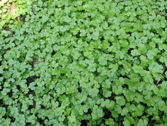 Hydrocotyle heteromeria