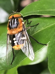Scaptia