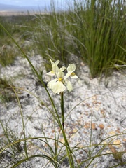 Moraea anomala