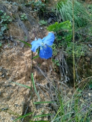 Commelina dianthifolia