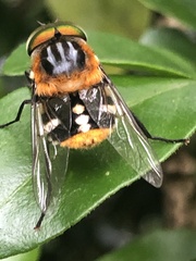 Scaptia