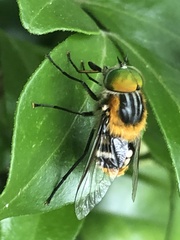 Scaptia