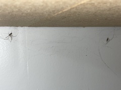 Pholcus opilionoides