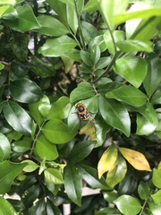 Scaptia