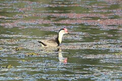 Irediparra gallinacea