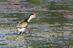 Irediparra gallinacea
