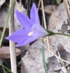 Wahlenbergia stricta