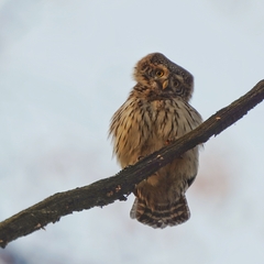 Glaucidium passerinum