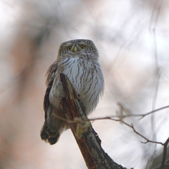 Glaucidium passerinum