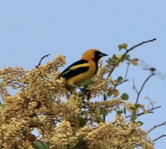 Icterus mesomelas