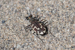 Cicindela hirticollis