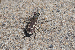 Cicindela hirticollis