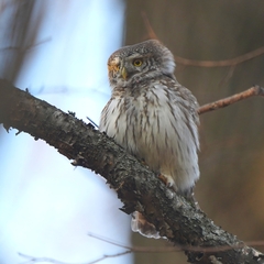 Glaucidium passerinum