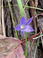 Wahlenbergia stricta