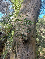 Metrosideros umbellata