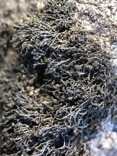 Ephebe hispidula image