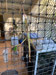 Podacanthus viridiroseus