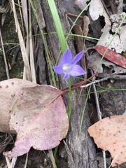 Wahlenbergia stricta