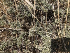 Lupinus albifrons