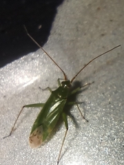 Blepharidopterus angulatus