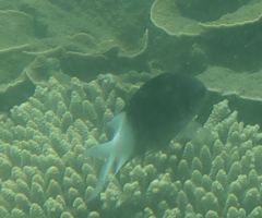 Acanthochromis polyacanthus