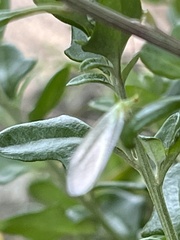 Plesiochrysa ramburi