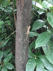 Gekko hokouensis
