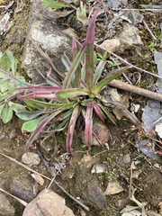 Stylidium armeria
