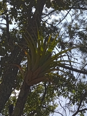 Tillandsia prodigiosa